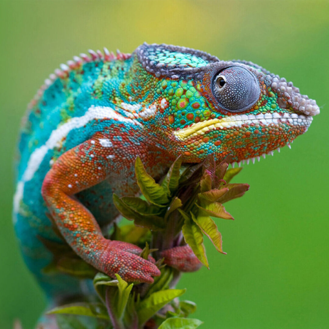 Close-up of a colorful chameleon on a plant against a green background.