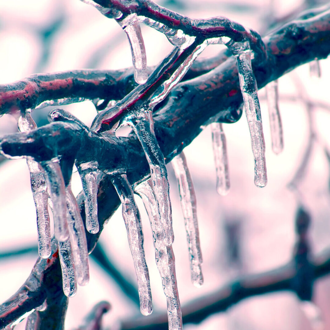 Icicles hanging from tree branches after freezing rain.