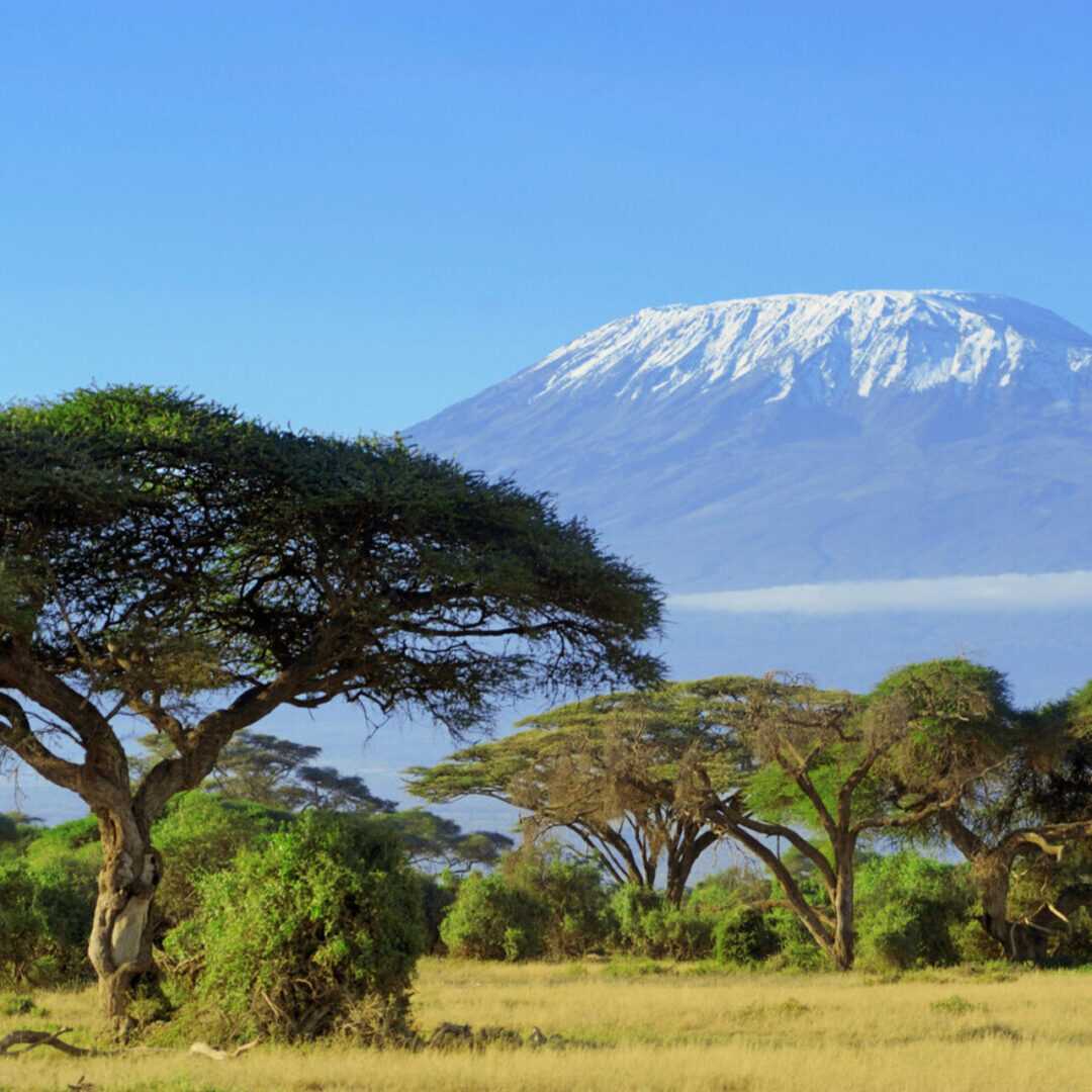 African savanna with acacia trees and Mount Kilimanjaro in the background.