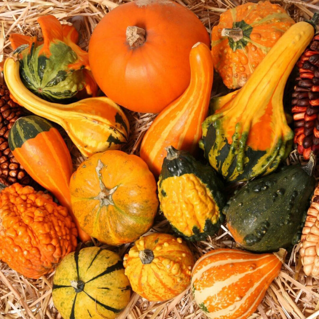 A colorful assortment of various pumpkins and gourds.