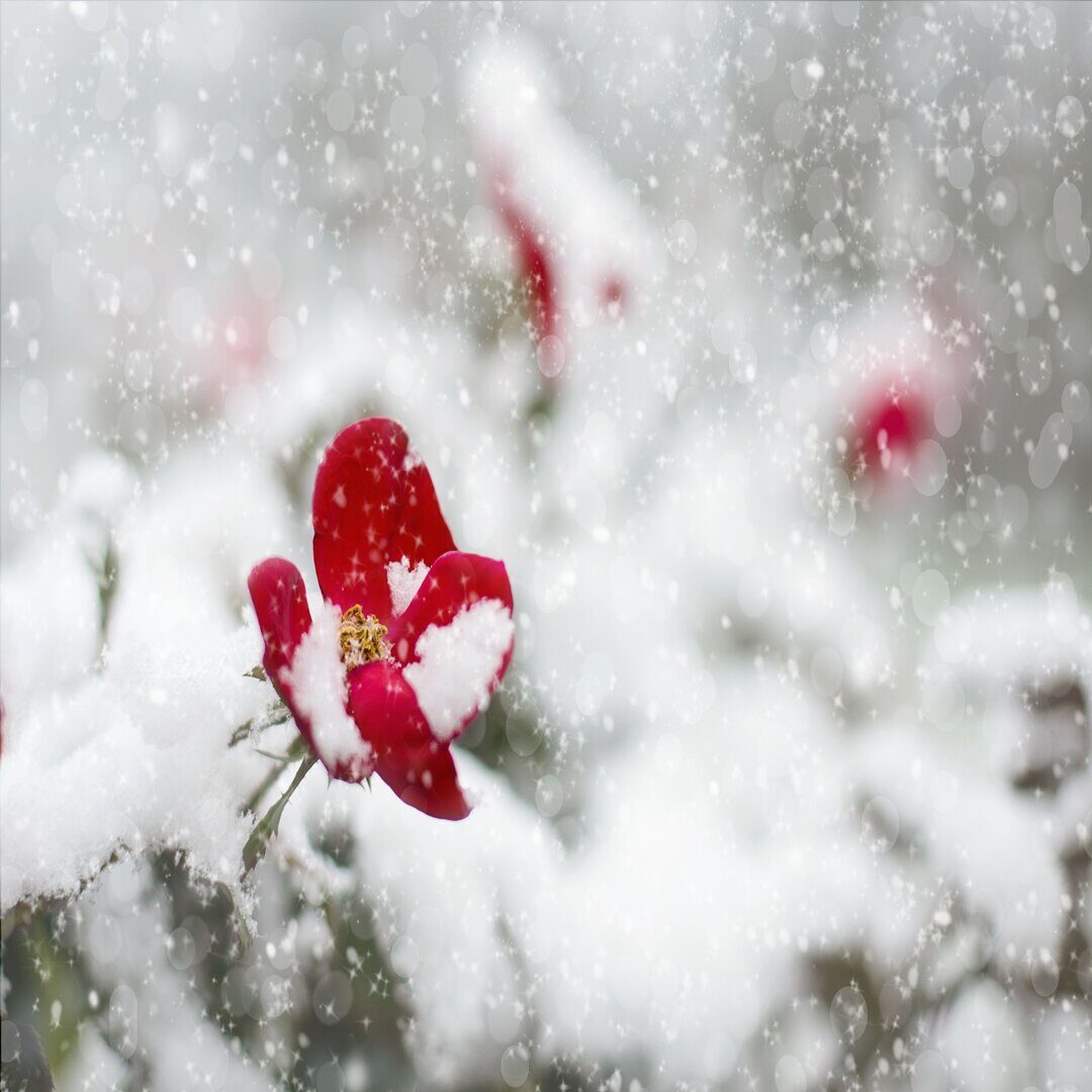 rsz_flower_in_snow